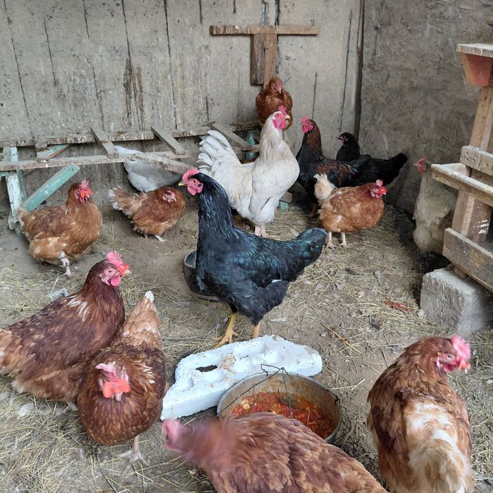 Куры домашние все несутся семейка