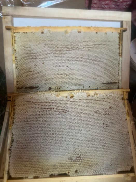 Мед в сотах кг 3500тг