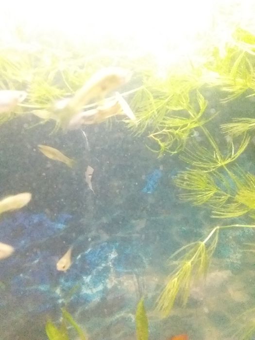 Аквариум с рыбками