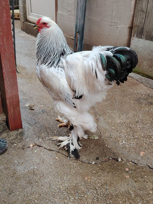 Cocoș , găini si pui Brahma Herminat deschis