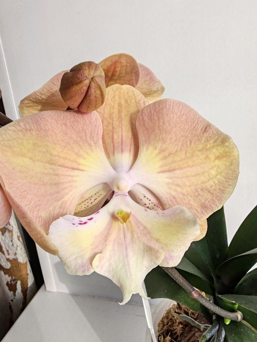 Орхидея фаленопсис