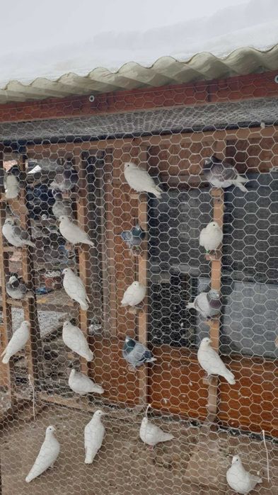 Ocazie! Vand porumbei voiajori albi si de concurs, deparazitati!