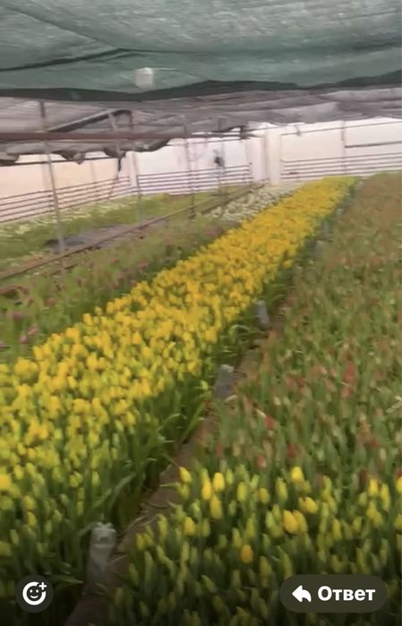 Цветы на 8 марта