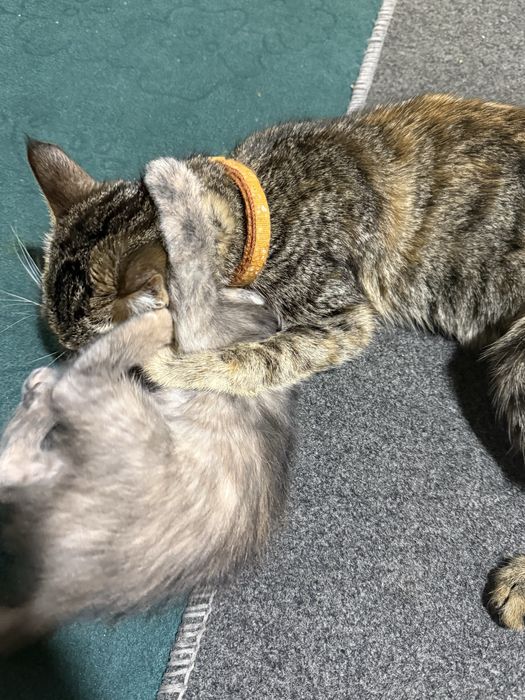 Mushuklar berib yuborildi qolmadi