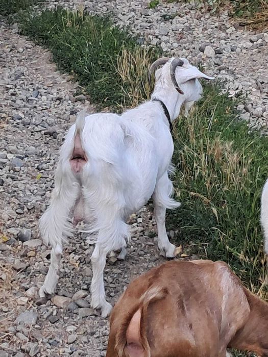 Țap si capre metis anglonubian de lapte