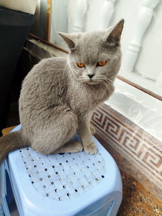 Yaxshi mushuk soğlom erkak