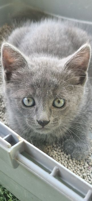 Котята  котята  котята