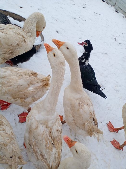 Продам гусей, уток курей