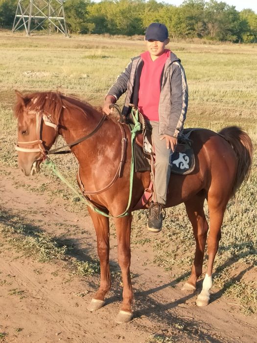 Жеребец на случной сезон Костанайский верховой упряжной породы!