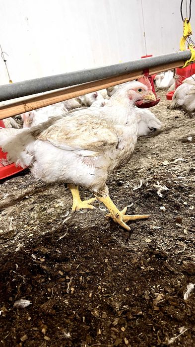 Бройлер живой вес оптом