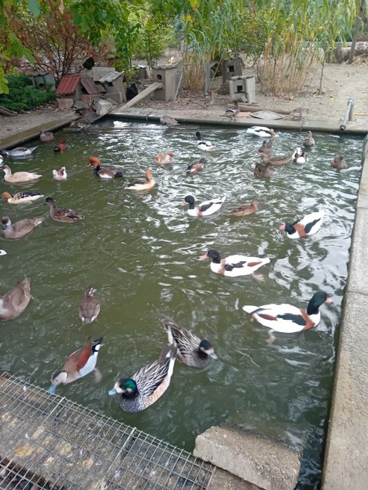 Vând păsări de apă