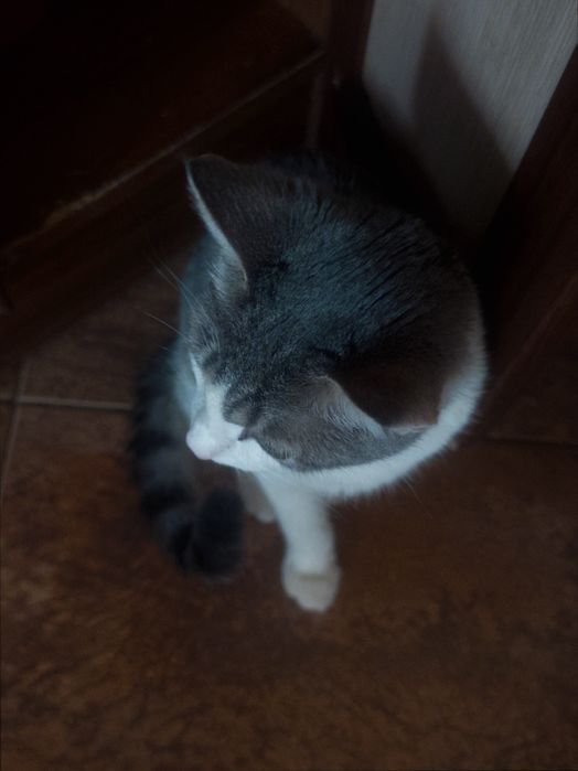 Отдам котика в добрые руки