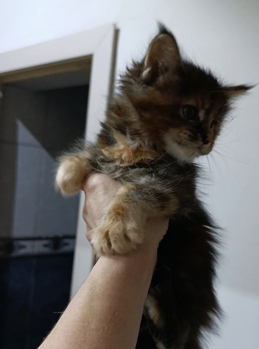 Котята Мейнкун Классик 65000