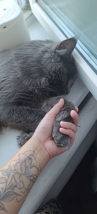 Продам Мейн-кун кошечка