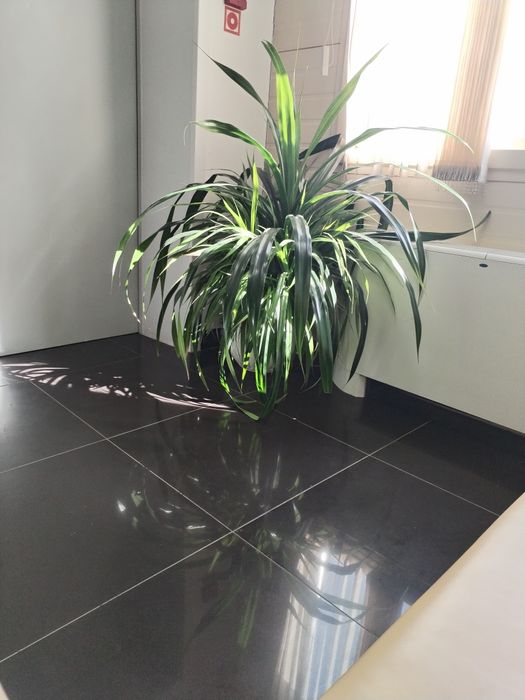 Комнатное растение Панданус