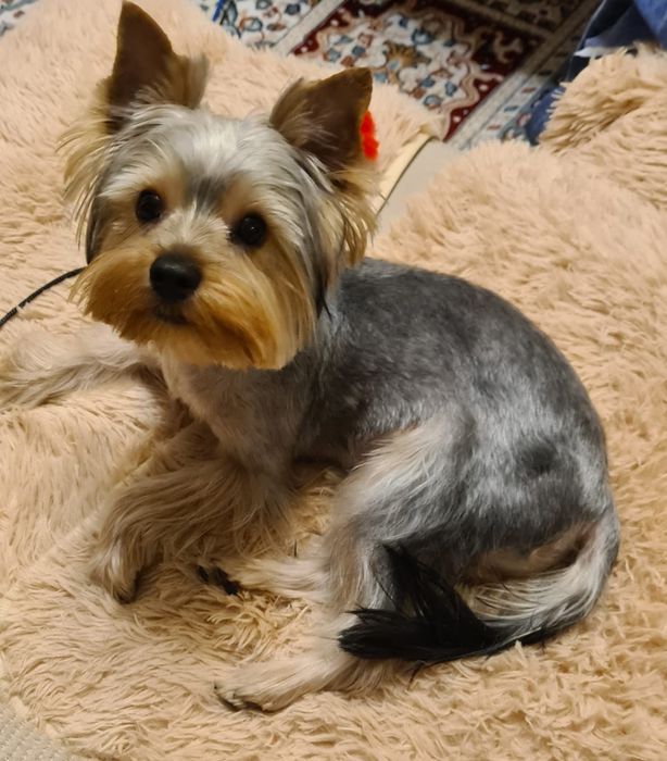 Йоркширский терьер