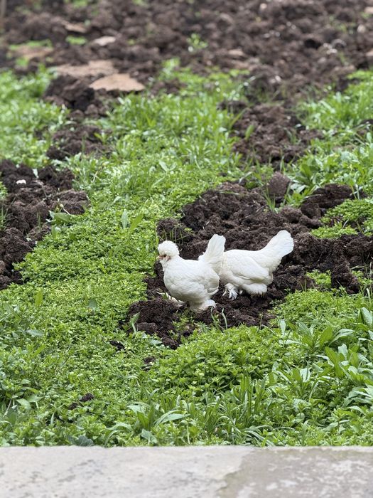 Yapon tovuqlar 220 mingdan manzil Samarqand