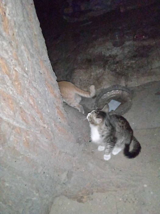 Бездомные котята