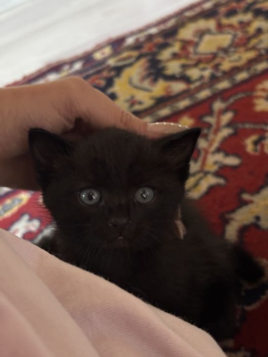 Котята в хорошие руки