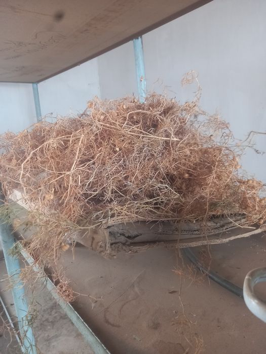 Продаётся адыраспан