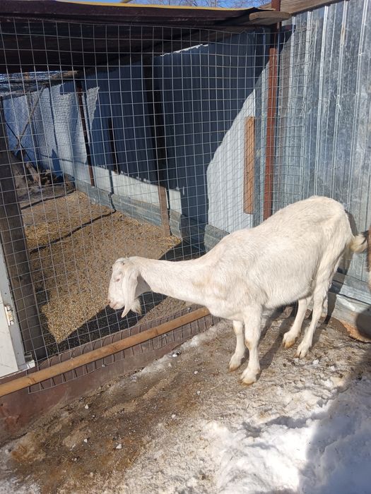 Продам козу и козлика.