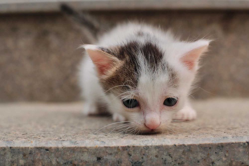 Отдам котёнка возраст 1 месяц