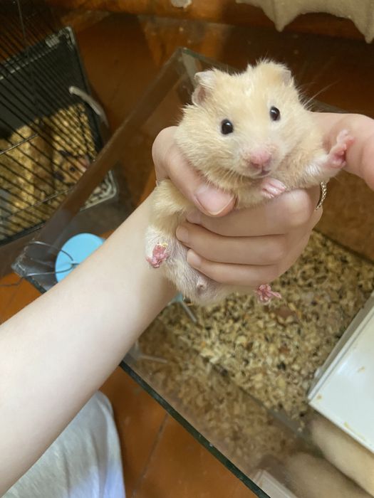 Хомяки сирийские