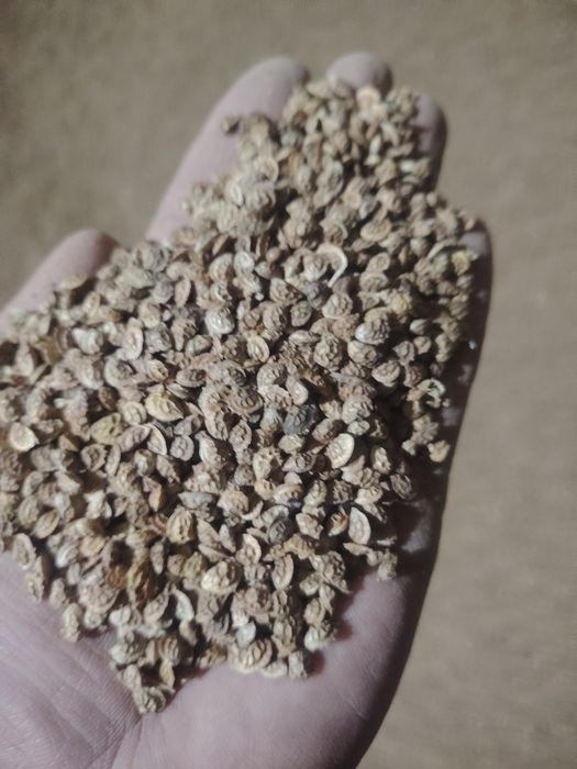 Экспорцет ұшырылған таза