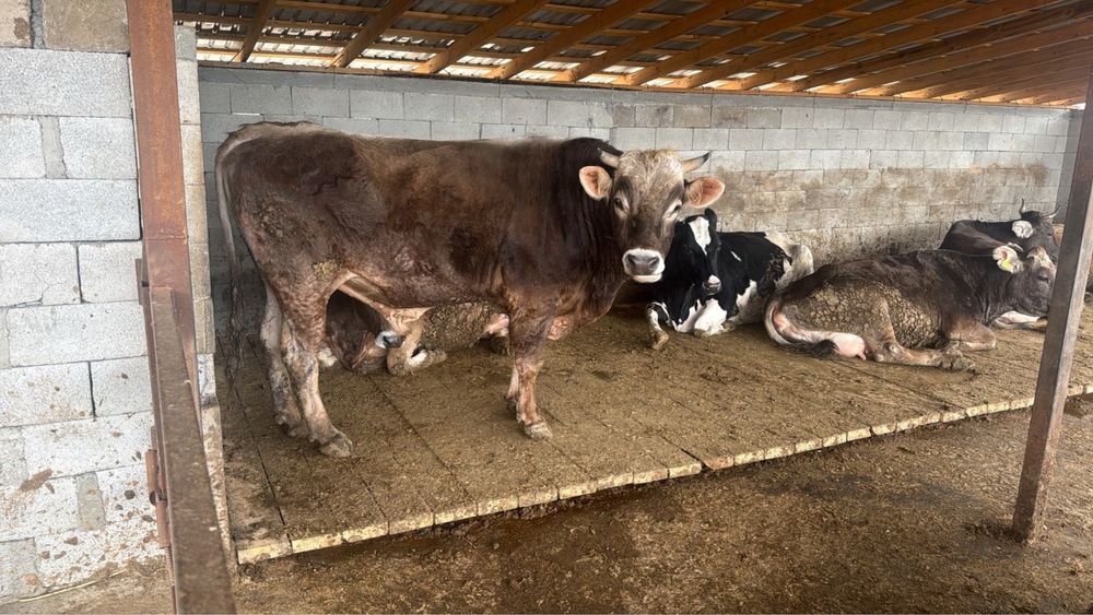 Бык, КРС, коровы