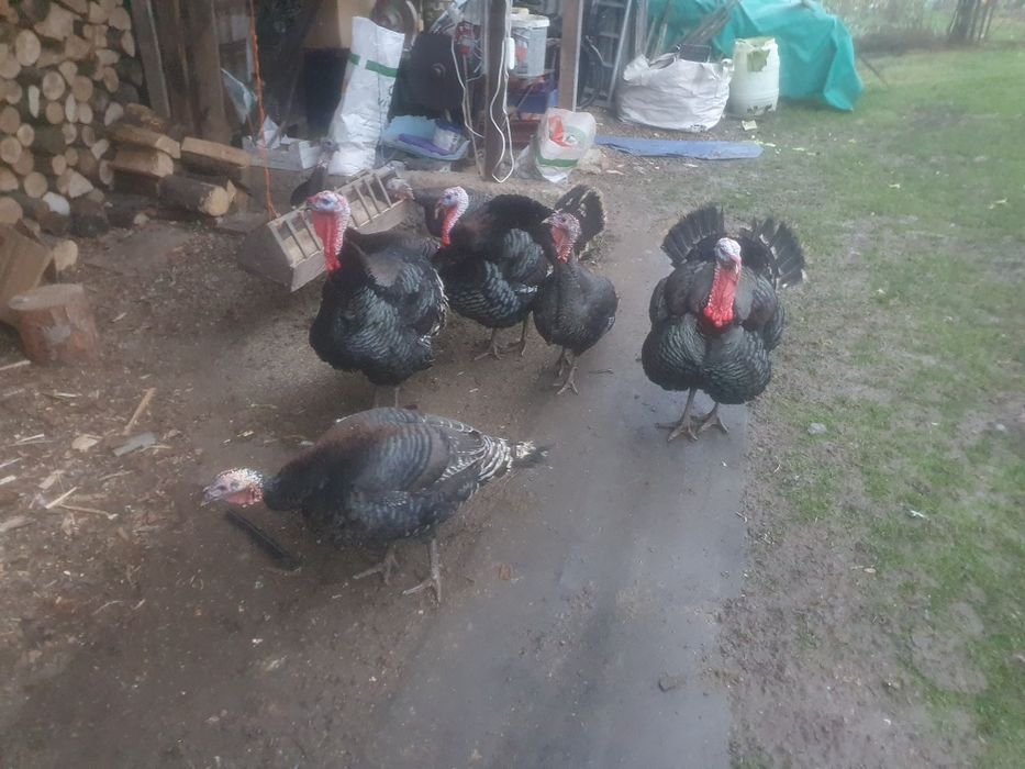 Vînd Curcani crescuți la curte