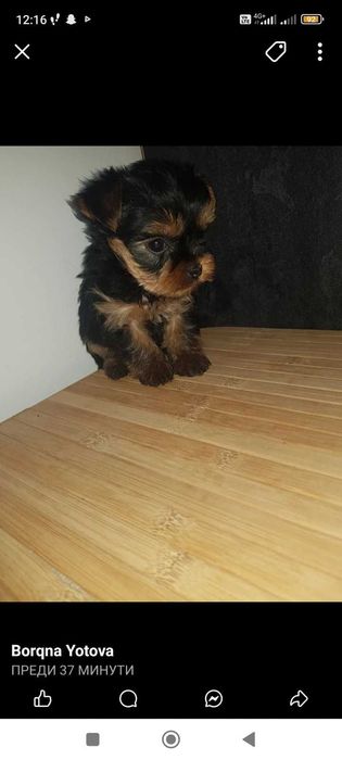 Йоркита сладки мъници