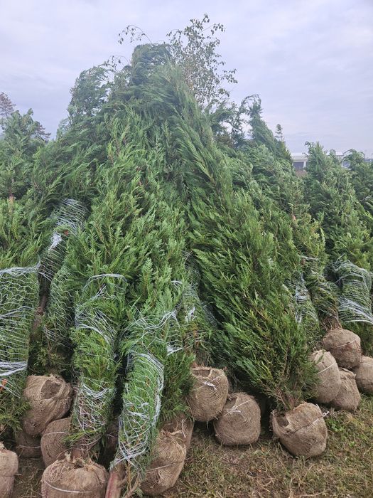 Ienupar  cedru plangator