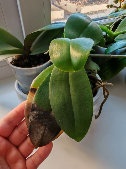 Фаленопсис Азиат