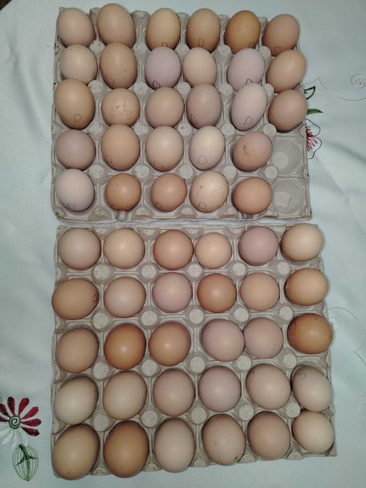 Am la vânzare ouă pentru incubat.