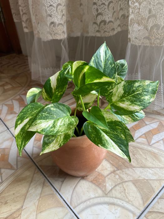 Сцинда́псус — род растений семейства Ароидные, лиана.