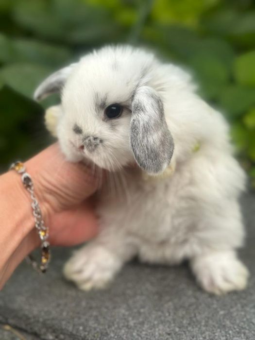 Кролики декоративные карликовы