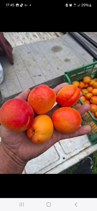 Vindem caise de foarte bună calitate direct din Livada Proprie