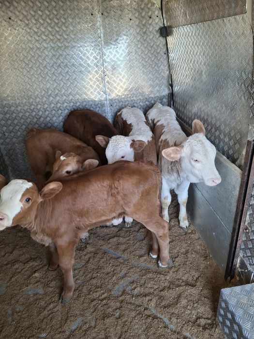 Vând 4 vitele și 1 tauras