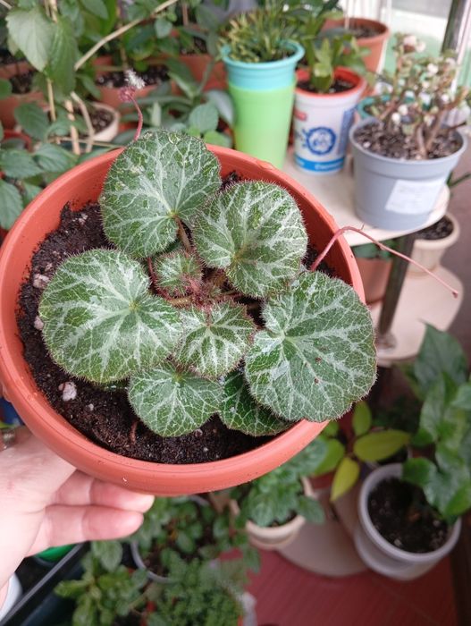 Продам растения цветы