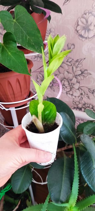 Продам комнатные цветы