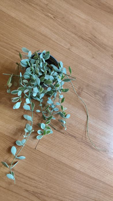 Дисхидия вариегатная