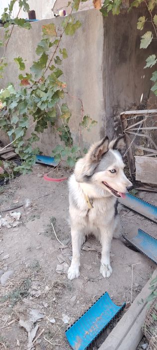 Собака породы "Сибирский хаски"