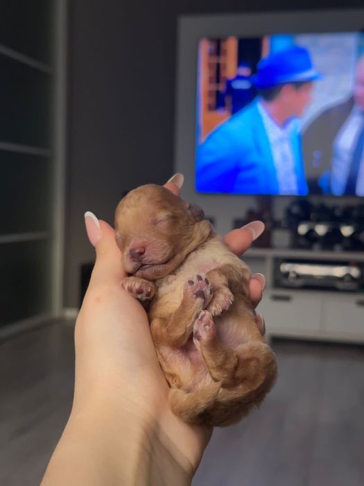 Щенок той-пудель, мальчик