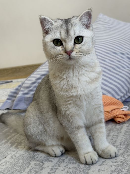 Шиншила чистокровная кошка
