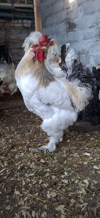 Брамма молодые крупные