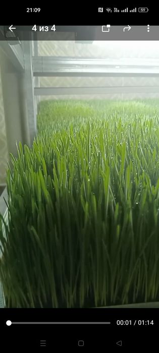 Ломан Браун, куры несушки