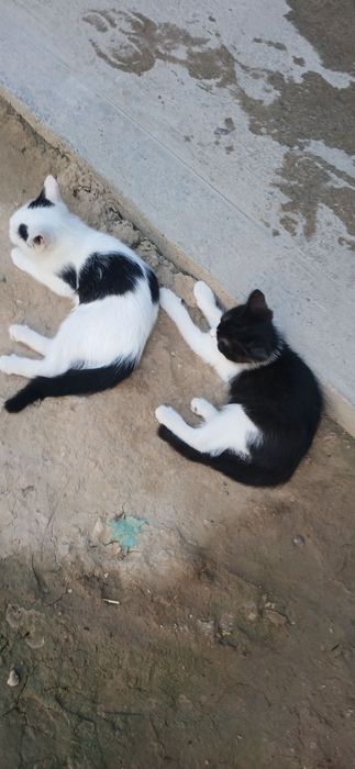 Mushuk bolalari hadya qilinadi