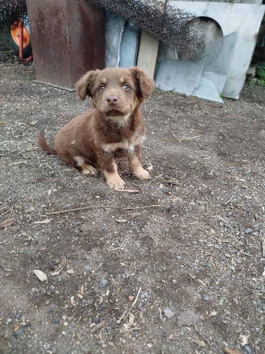 Подарю двух красивых щенков девочек.