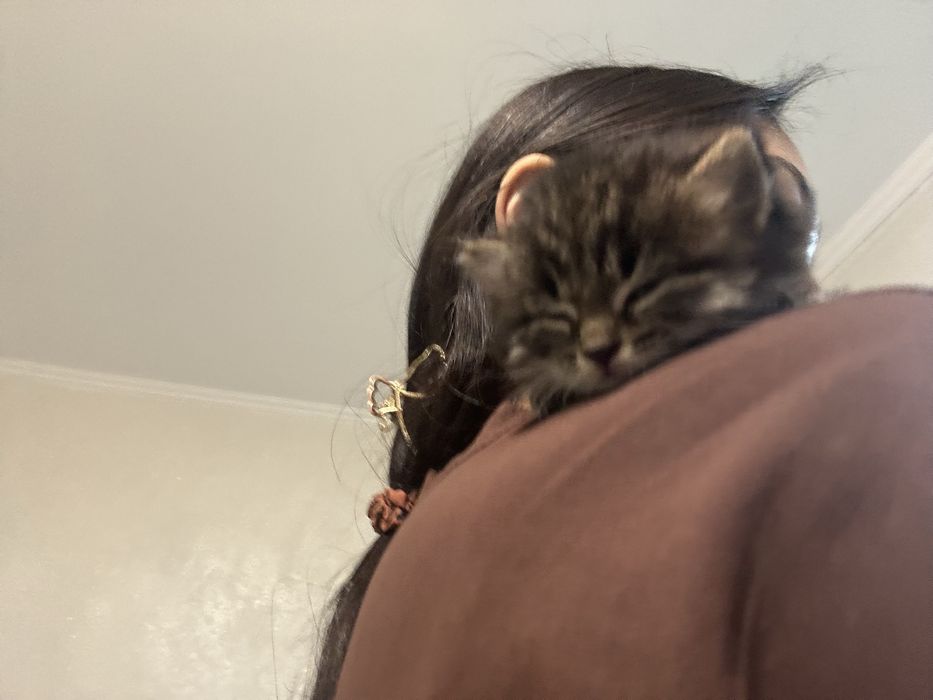Котенок нашли на улице совсем малыш
