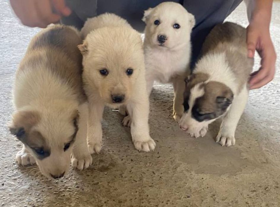 Kuchuk bolalari aqlli